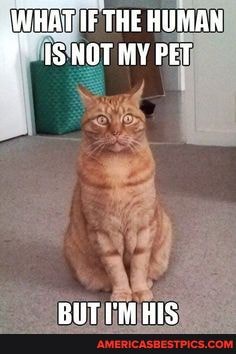 WHAT IF THE HUMAN IS NOT MY PET
BITTB Ie
