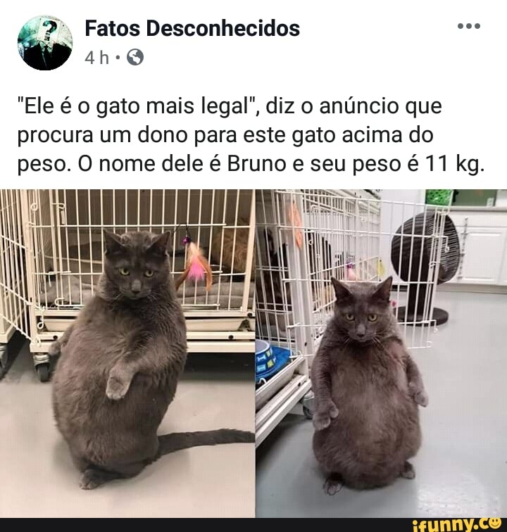 2", Fatos Desconhecidos "Ele é o gato mais legal", diz o anúncio que
procura um dono para este gato acima do
peso. O nome dele é Brun peso é 11 kg.