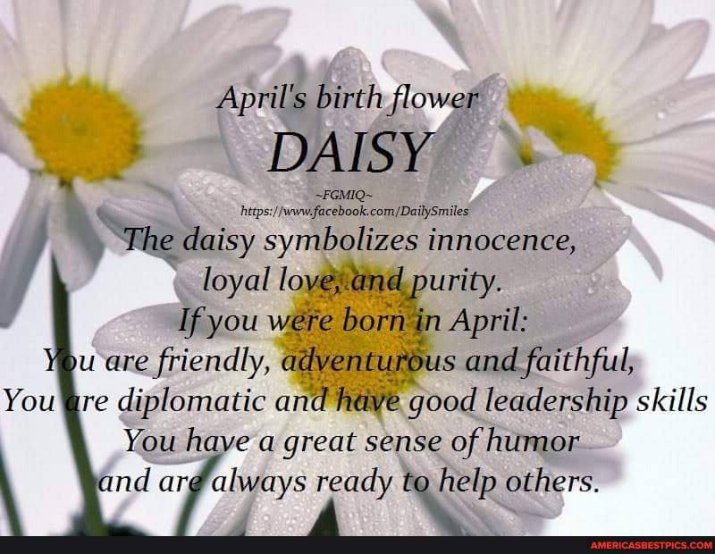 Happy Birthday April.. ️ April's birth DAISY hetps "The daisy