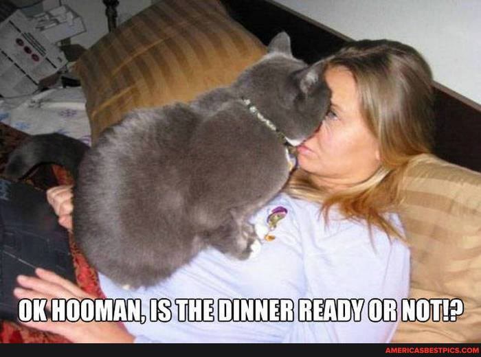 OK HOOMAN, IS THE DINNER READY OR