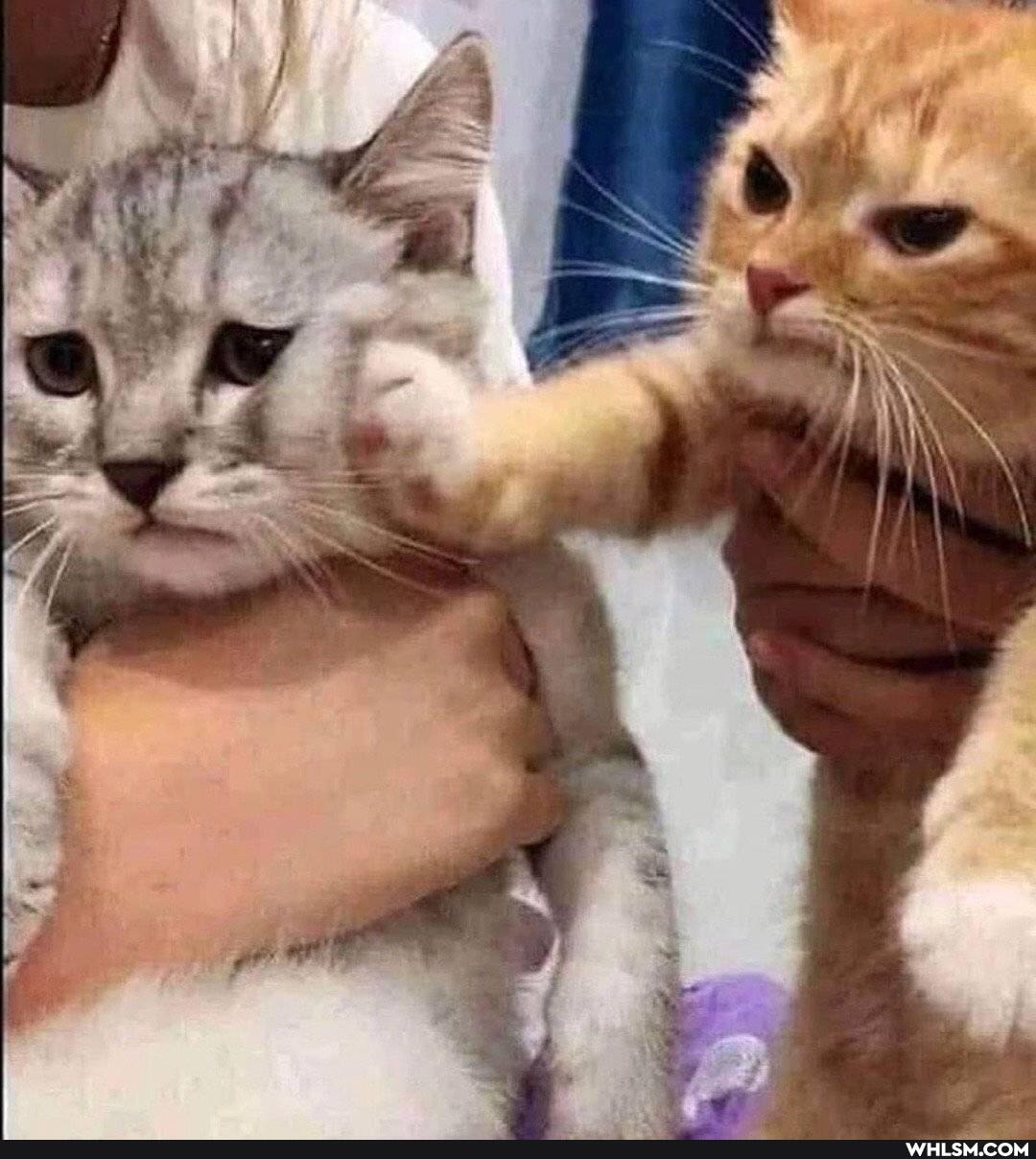 dump, meme_dump, image_curation