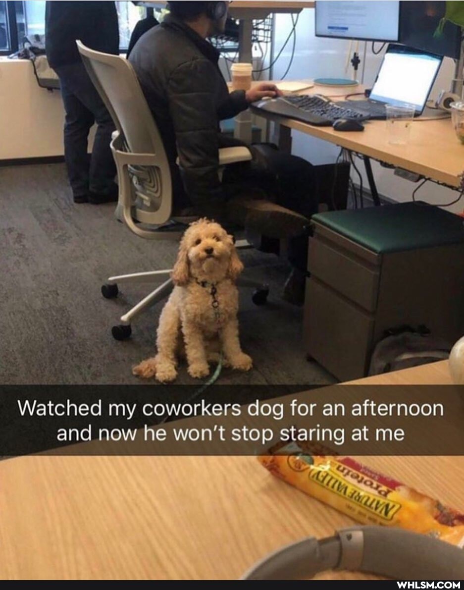 Watched my coworkers dog for an afternoon and now he won't stop staring at me