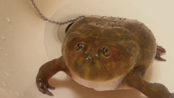 鳴き声 Memes Best Collection Of Funny 鳴き声 Pictures On Ifunny Brazil