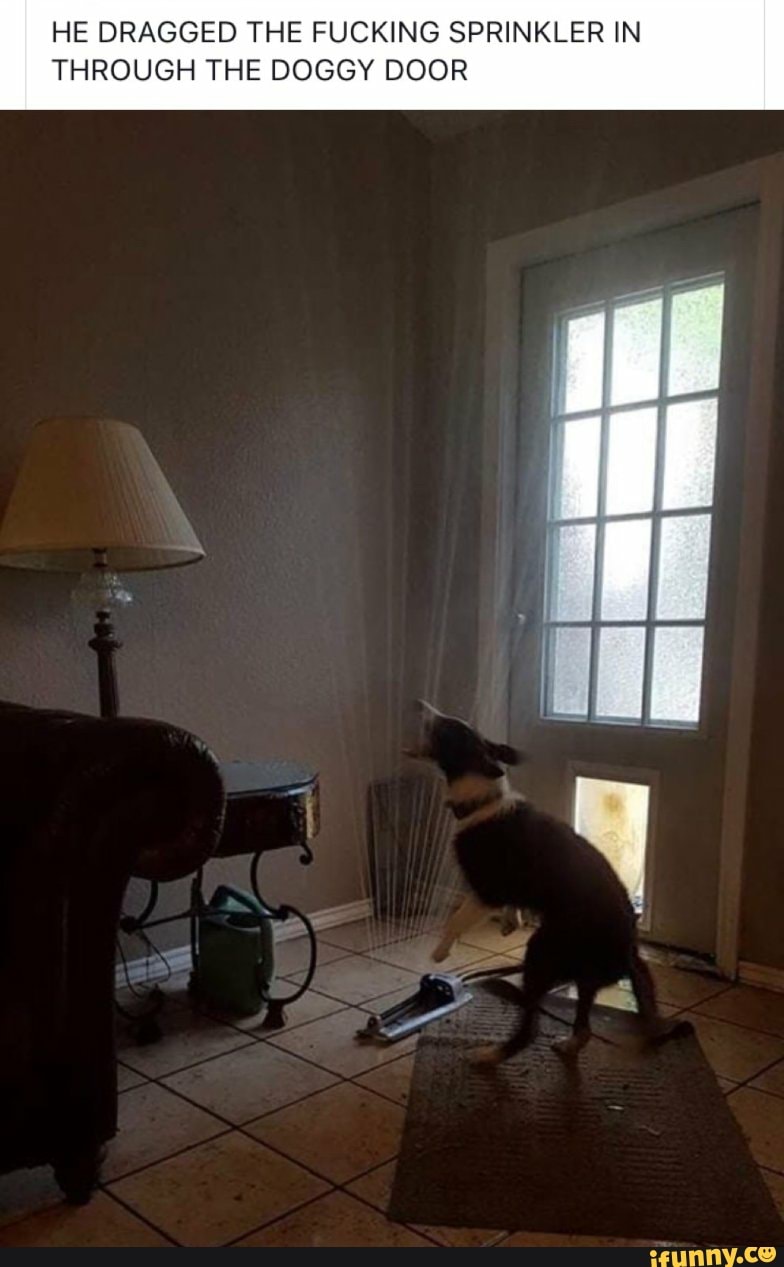HE DRAGGED THE FUCKING SPRINKLER IN THROUGH THE DOGGY DOOR