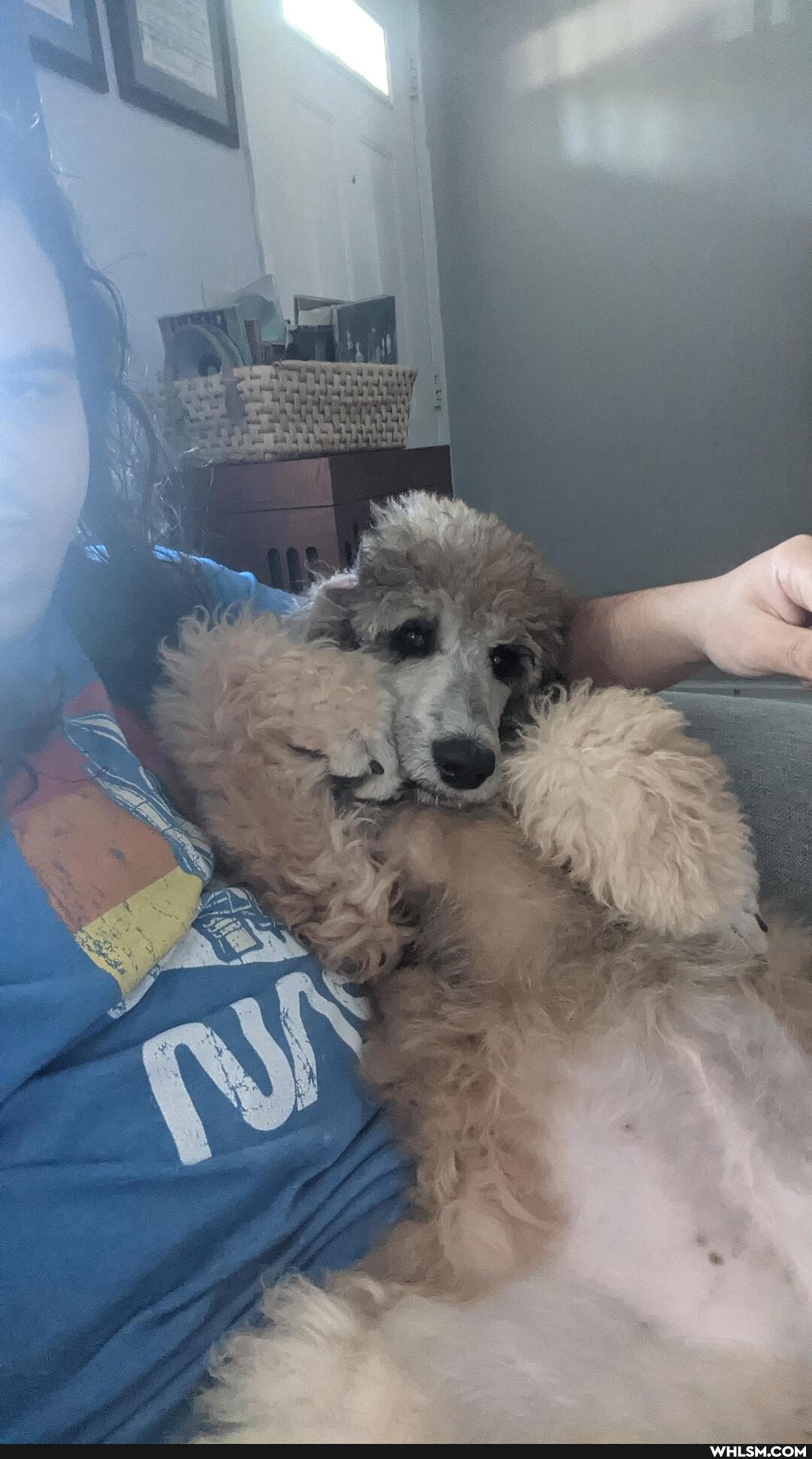 dog, aww, pets, cute_animal