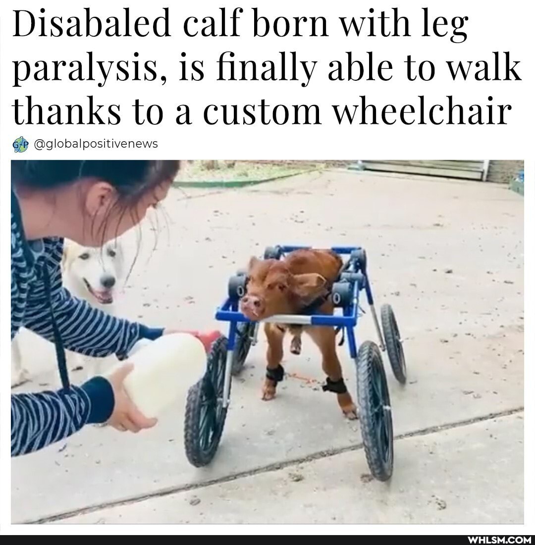 Disabaled calf born with leg paralysis, is finally able to walk thanks to a custom wheelchair
@globalpositivenews
