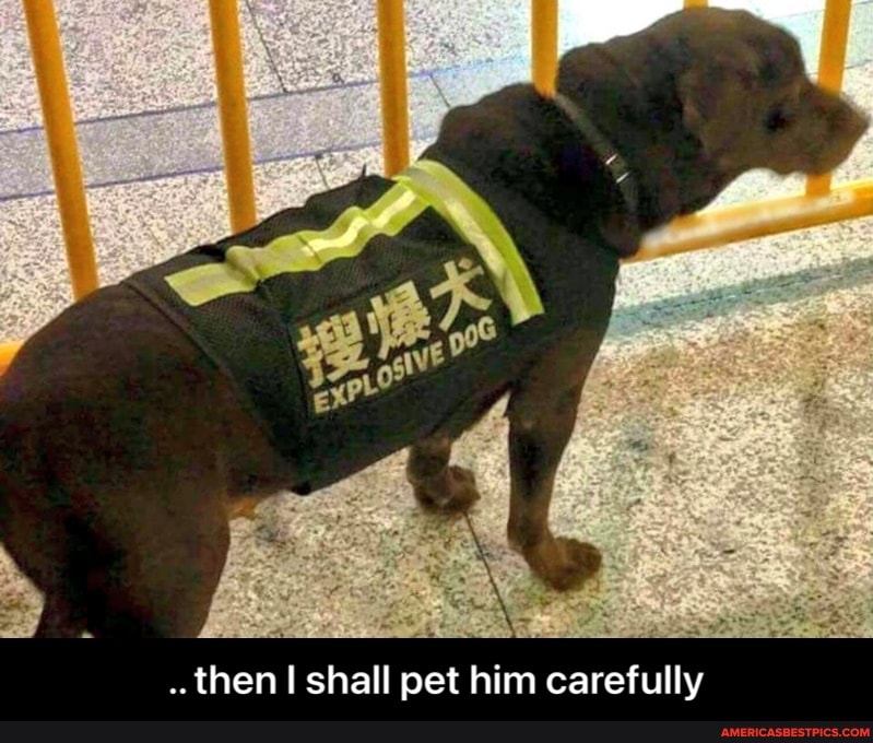 then shall pet him carefully - .. then I shall pet him carefully