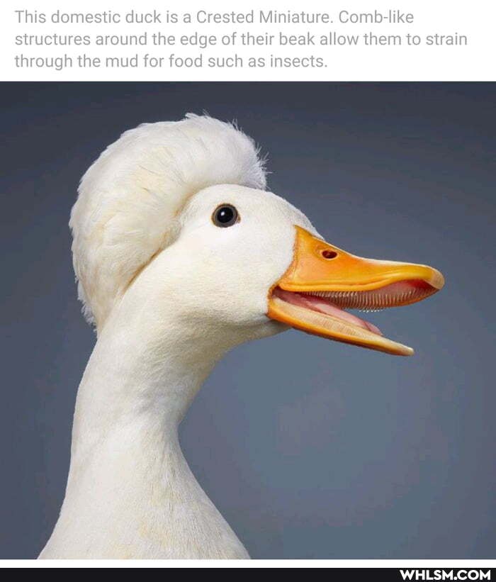 This domestic duck is a Crested Miniature. Comb-like structures around the edge of their beak allow them to strain
through the mud for food such as insects.