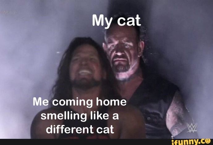 My cat
Me coming home smelling like a different cat
