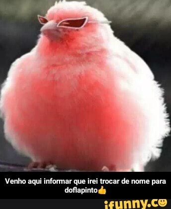 Venho aqui informar que irei trocar de nome para doflapinto da - Venho aqui informar que irei trocar de nome para doflapinto👍