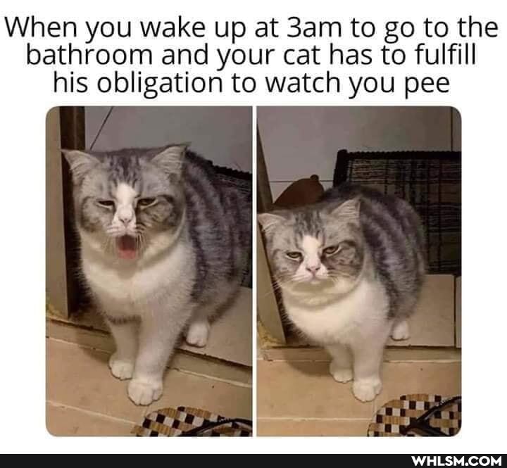 When you wake up at to go to the bathroom and your cat has to fulfill his obligation to watch you pee
