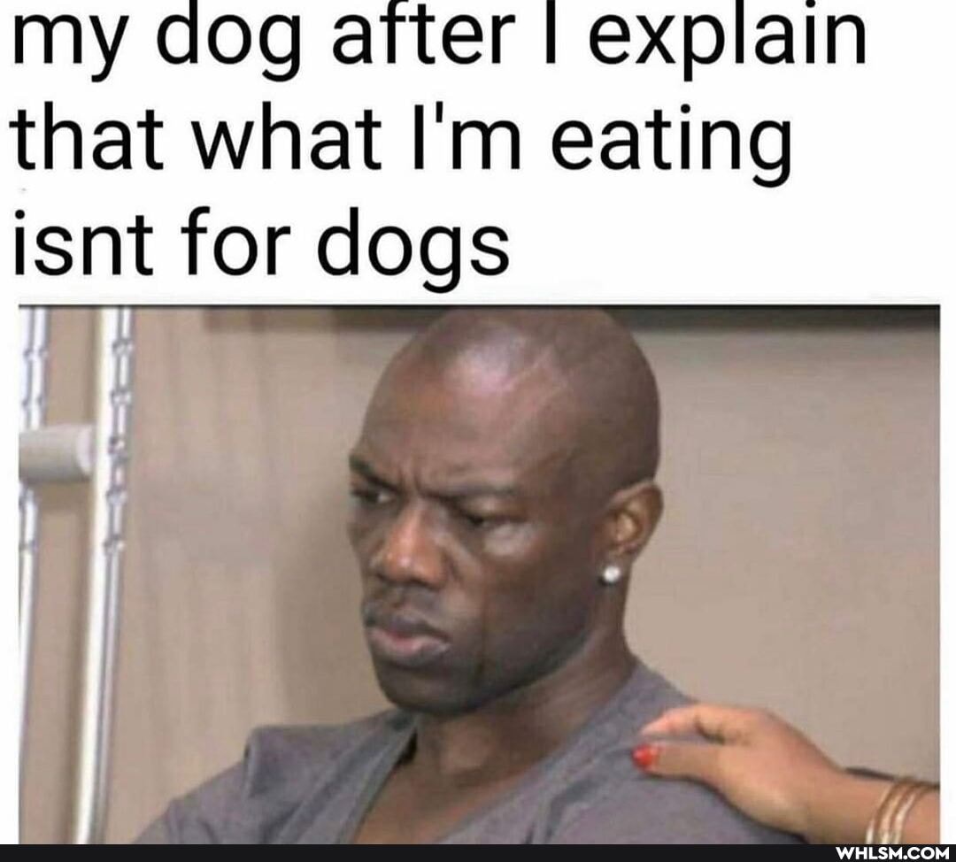 my dog atter I explain
that what I'm eating
isnt for dogs