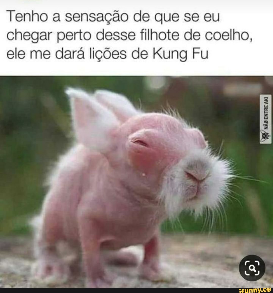 Tenho a sensação de que se eu
chegar perto desse filhote de coelho,
ele me dará lições de Kung Fu
