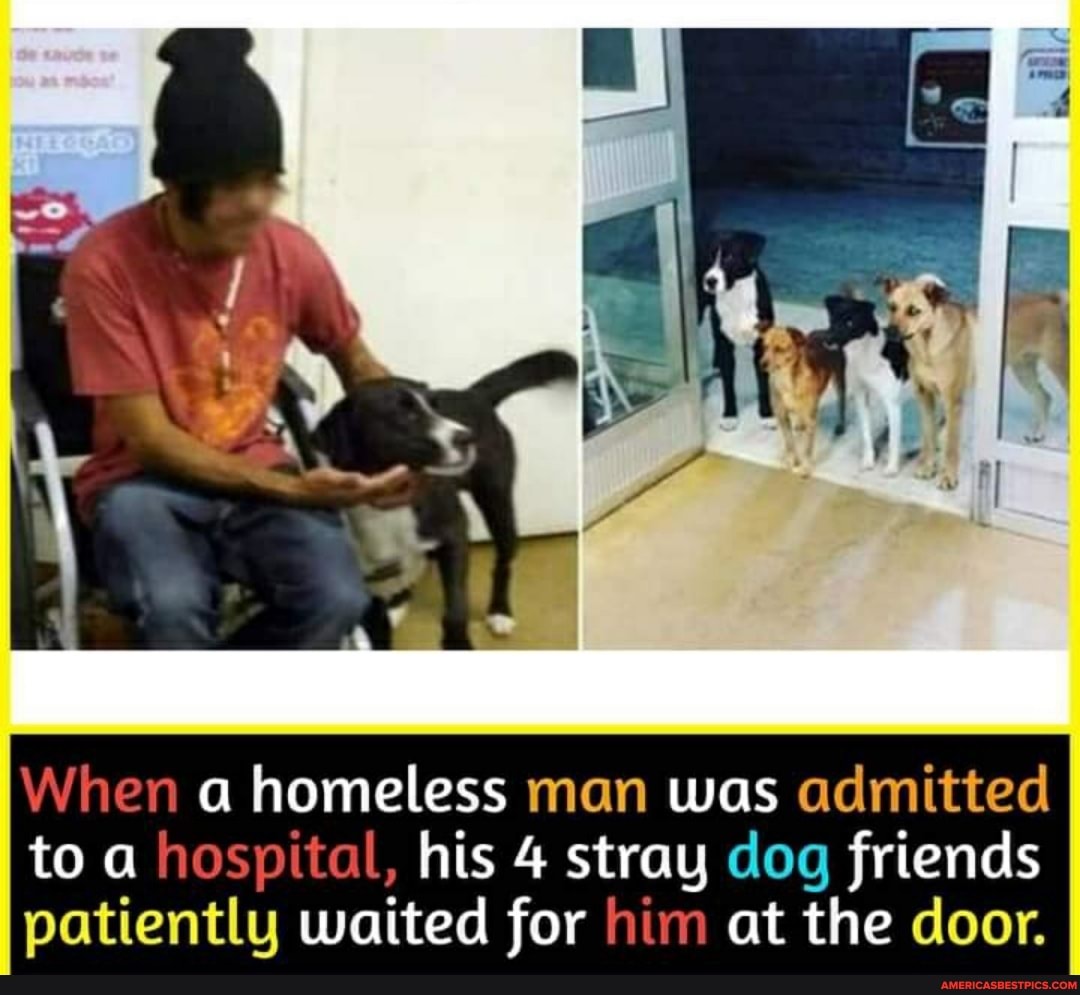 When a homeless man was admitted
in ic
to a hospital, his 4 stray dog friends friends patientlu waited for him at the door.
friends