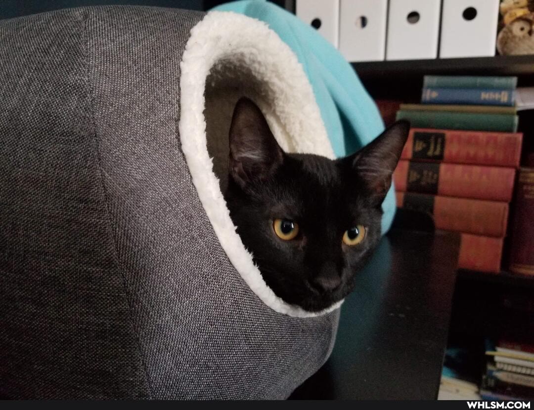 aww, cat