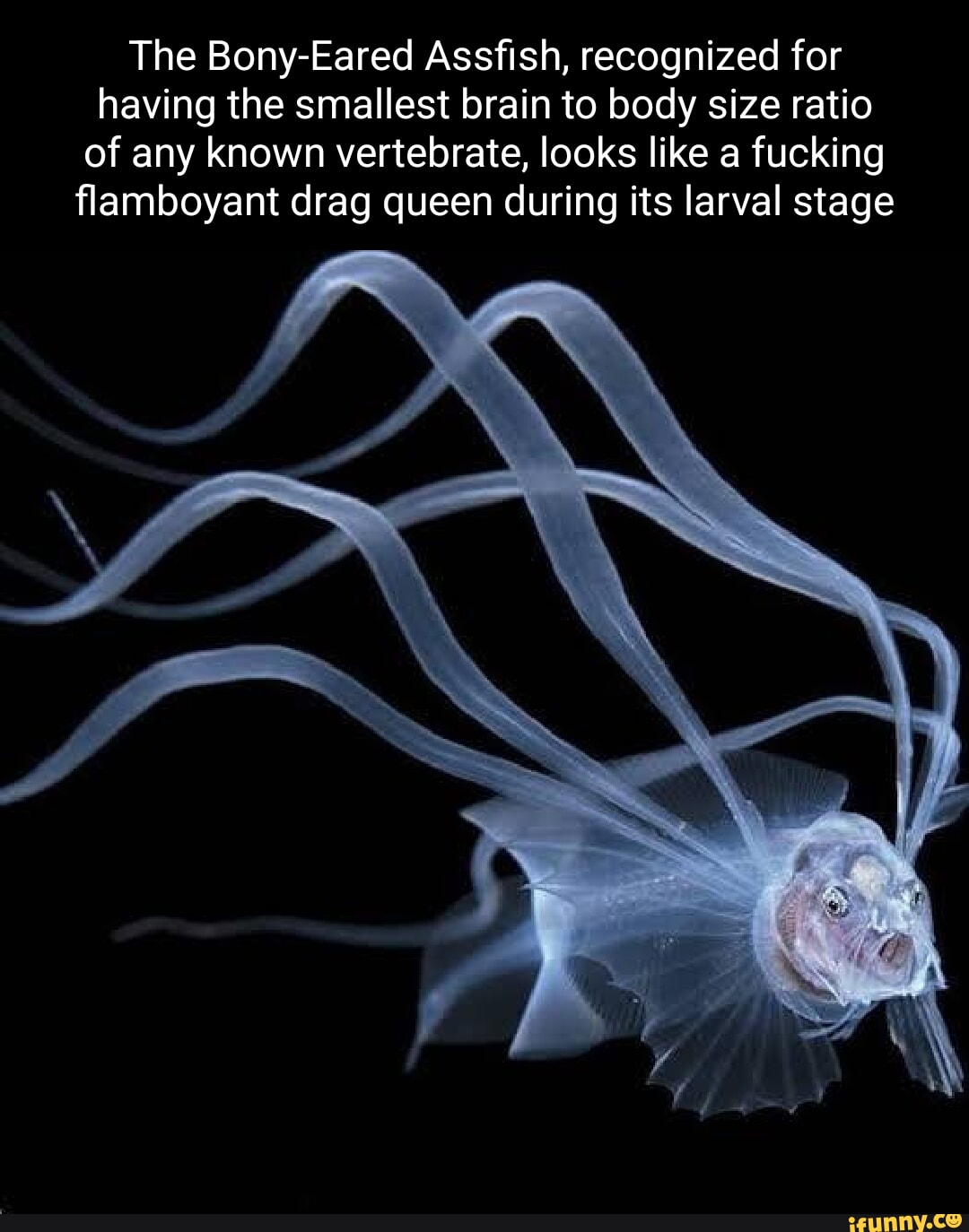 Assfish memes. Best Collection of funny Assfish pictures on iFunny