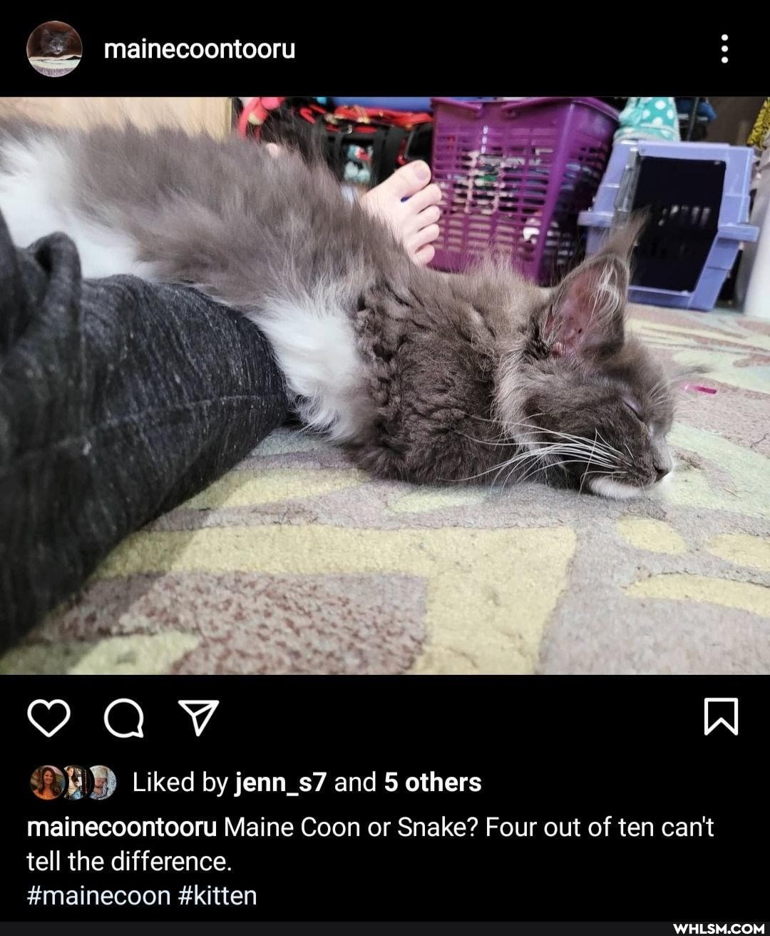 mainecoontooru
Liked by jenn_s7 and others
mainecoontooru Maine Coon or Snake? Four out of ten can't tell the difference.
#mainecoon #kitten