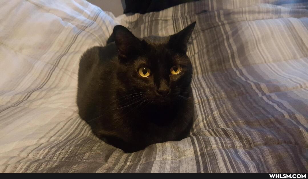 cat, cats