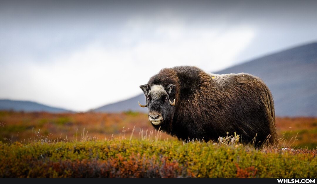 ol_musky, nature, history, photography