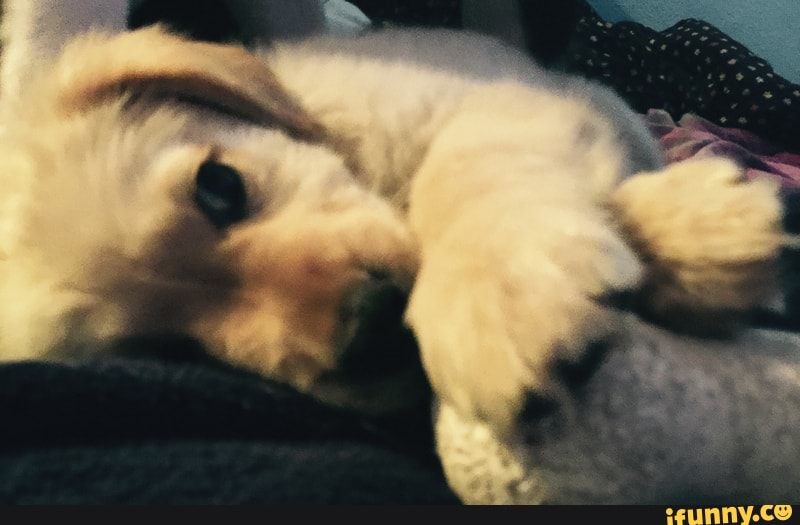 dog, puppy, goldenretriever