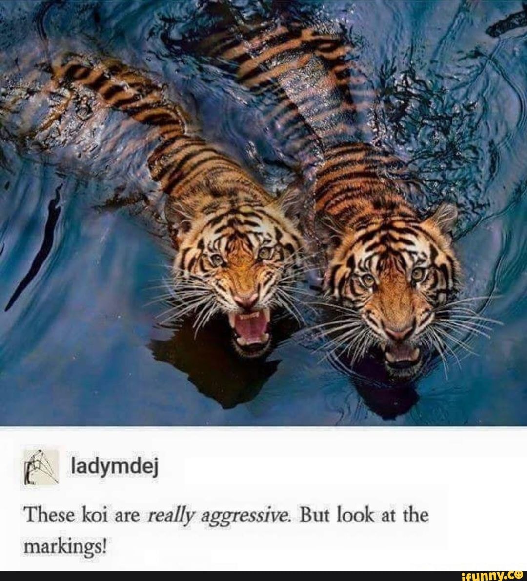 these-koi-are-really-aggressive-but-look-at-the-markings-ifunny