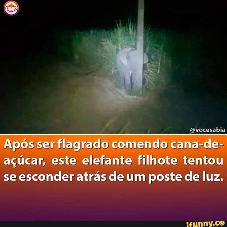 (vocesabia
Após ser flagrado comendo cana- -de- açúcar, este elefante filhote tentou se esconder atrás de um poste de luz.