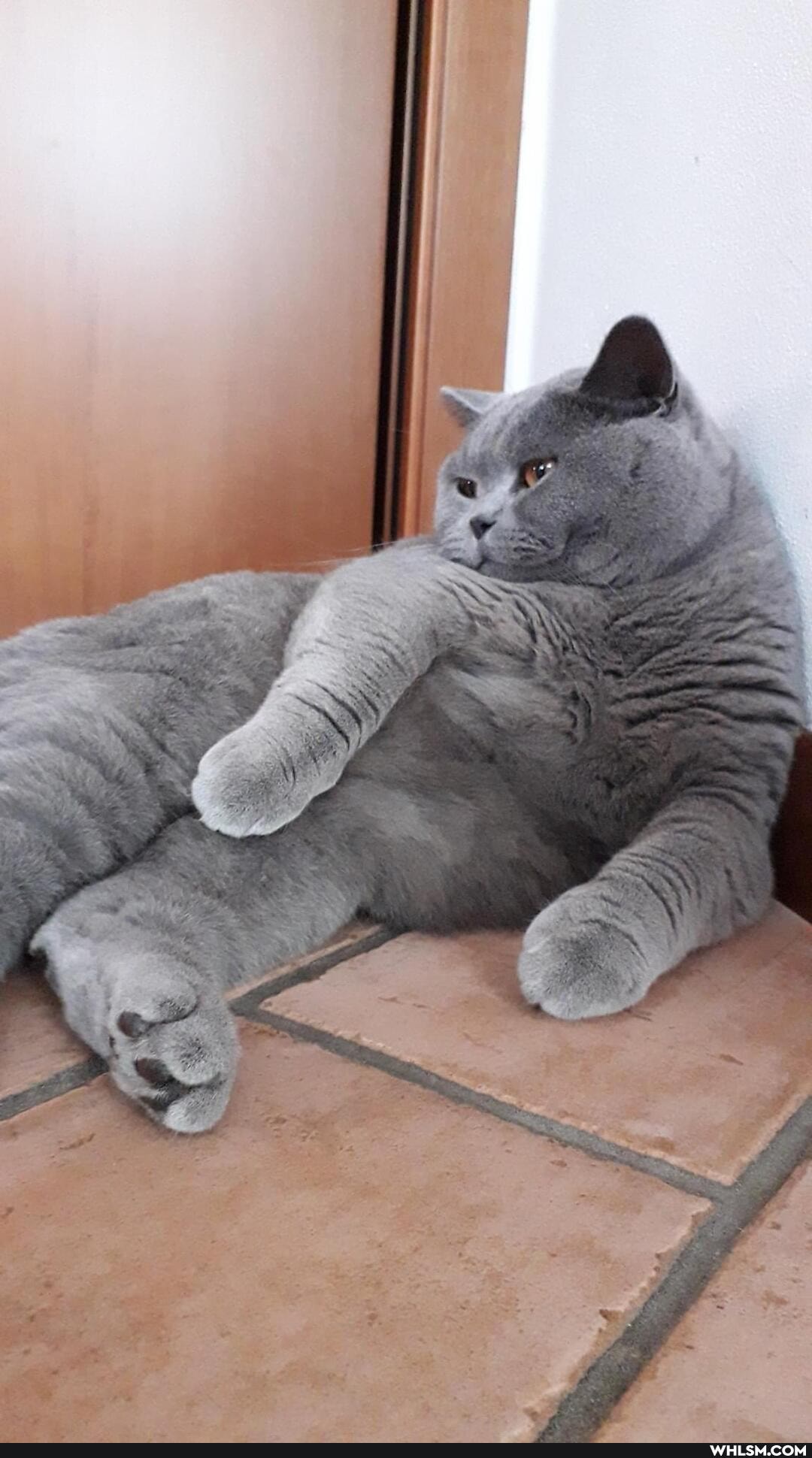 funny, cat, beautiful, caturday