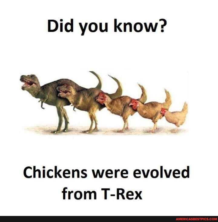 Did you know? Chickens were evolved from TRex America’s best pics