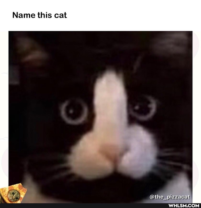 Name this cat
@the nizzacat