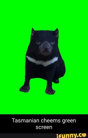 Tasmanian cheems green screen - iFunny