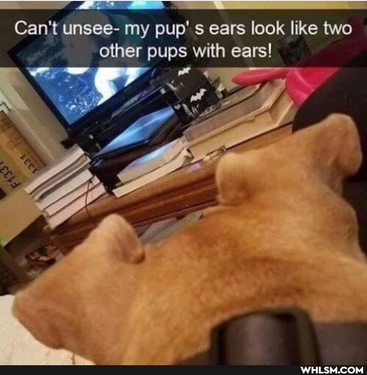 Can't unsee- my pup' ears look like two other pups with ears! ears!