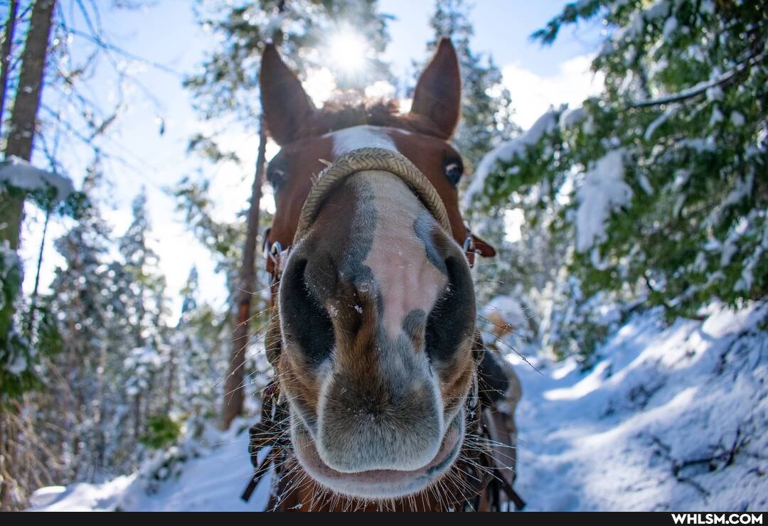 nature, horse, mountains, unmuted