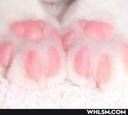 cat, cats