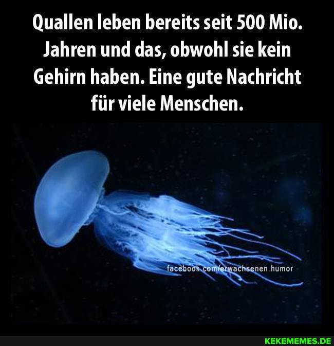 Quallen leben bereits seit 500 Mio.
Jahren und das, obwohl sie kein
Gehirn haben. Eine gute Nachricht für viele Menschen.
