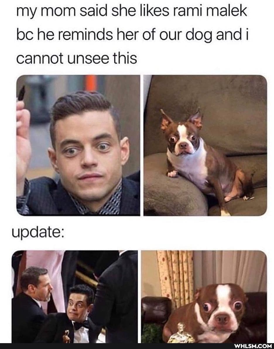 my mom said she likes rami malek bc he reminds her of our dog and cannot unsee this
in