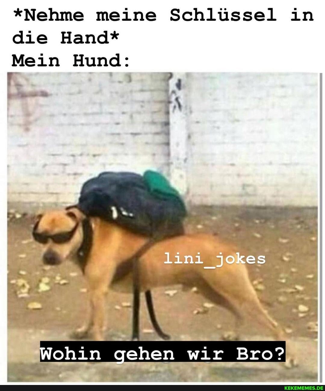 *Nehme meine Schlüssel in die Hand*
Mein Hund:
Wohin gehen wir Bro?