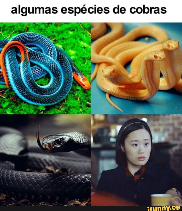 alguma s espécies de cobras