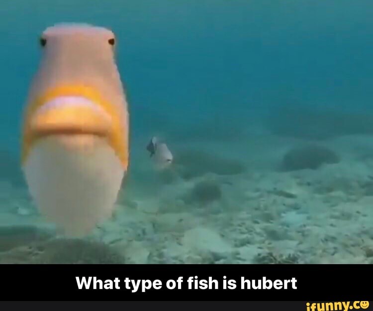 What type of fish is hubert - What type of fish is hubert - iFunny