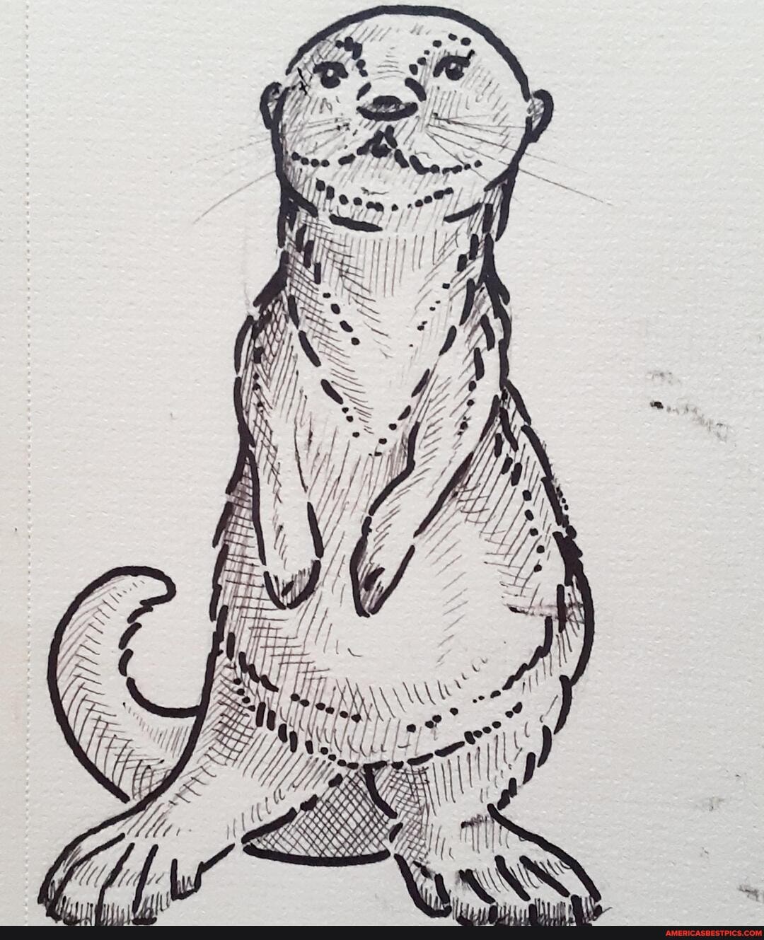 otters, drawing