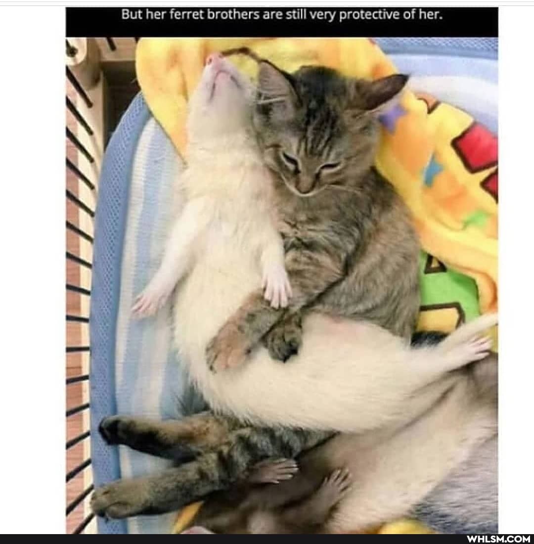 But her ferret brothers are still very protective of her.