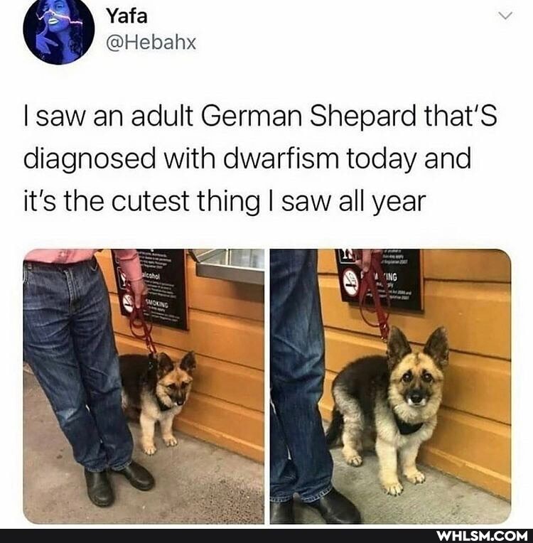 @Hebahx
I saw an adult German Shepard that'S diagnosed with dwarfism today and it's the cutest thing I saw all year