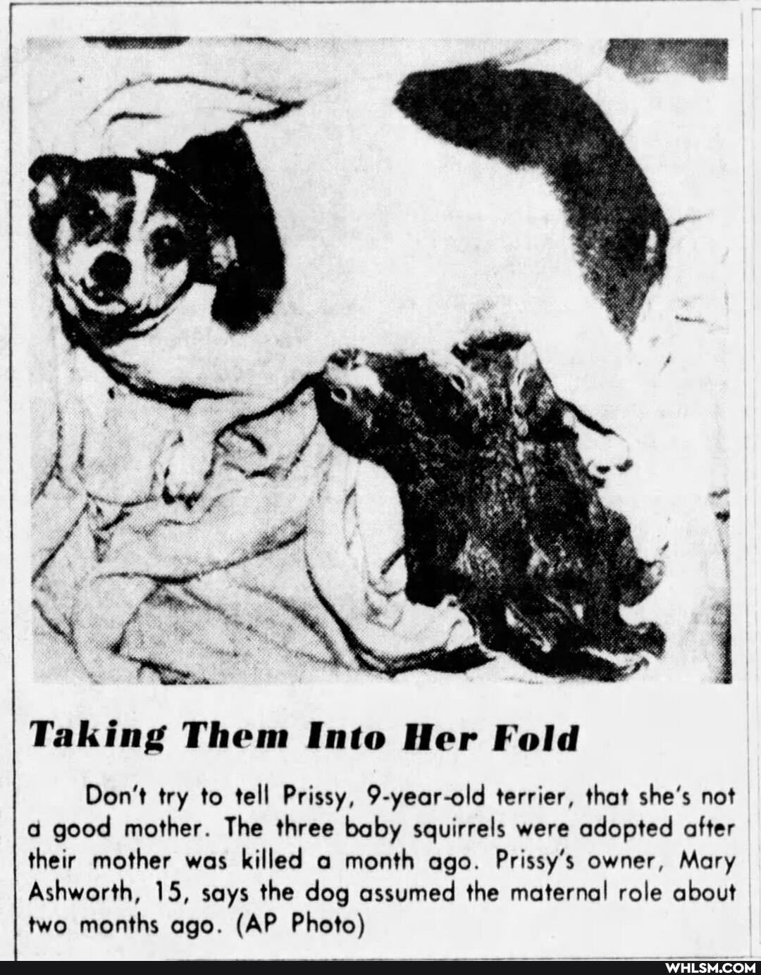 Taking Them Into Her Fold
Don't try to tell Prissy, 9-year-old terrier, that she's not good mother. The three baby squirrels were adopted after their mother was killed a month ago. Prissy's owner, Mary
Ashworth, 15, says the dog assumed the maternal role about two months ago. (AP Photo)