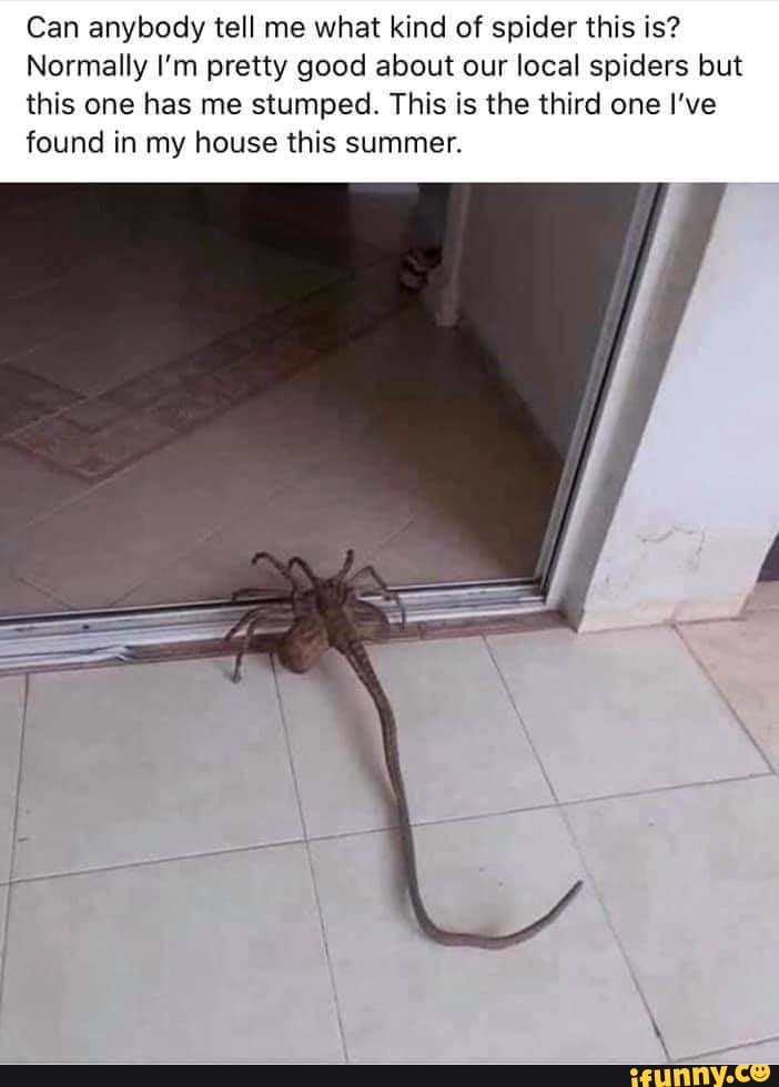Spider memes. Best Collection of funny Spider pictures on iFunny Brazil