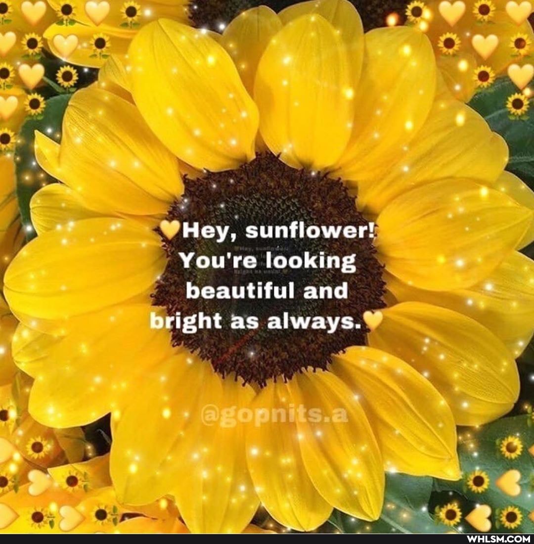Hey, sunflower!
You're looking
beautiful and tright as always.