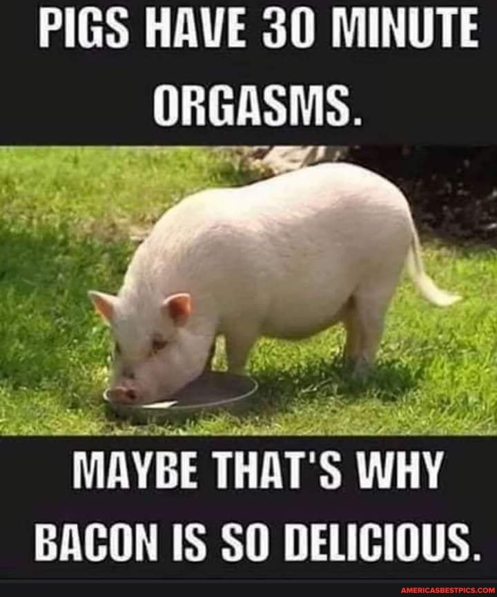 PIGS HAVE 30 MINUTE ORGASMS. MAYBE THAT S WHY BACON IS SO