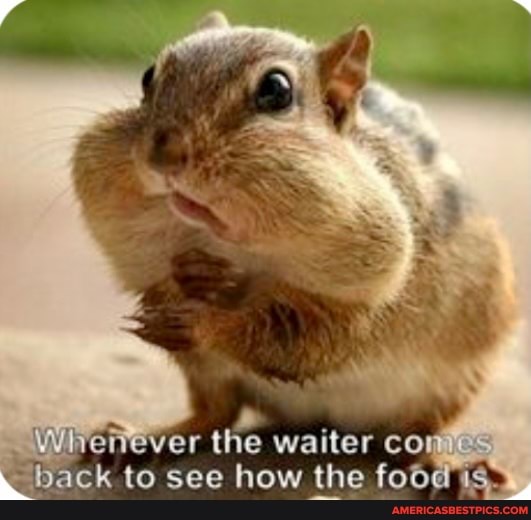 Wherever the waiter con es back to see how the food