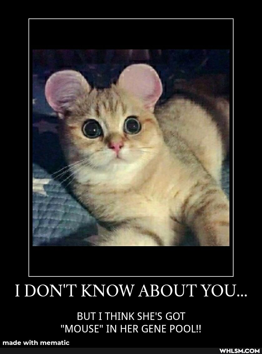 I DON'T KNOW ABOUT YOU...
BUT I THINK SHE'S GOT
"MOUSE" IN HER GENE POOL!!
