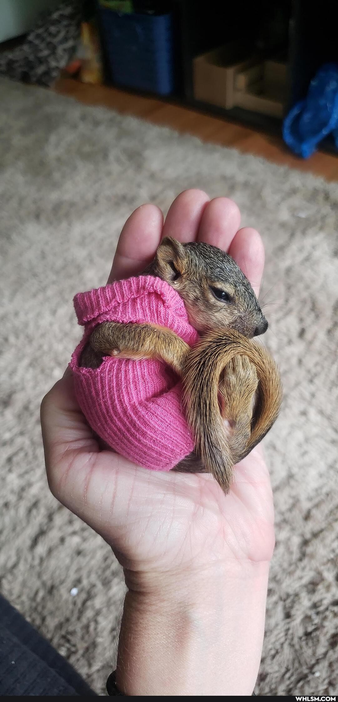 baby_animals, baby_squirrel, wholesome