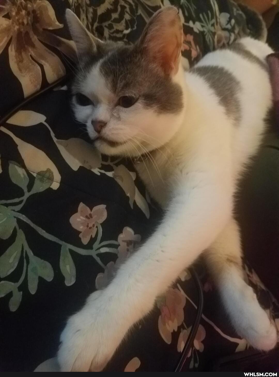 funny, cat, aww