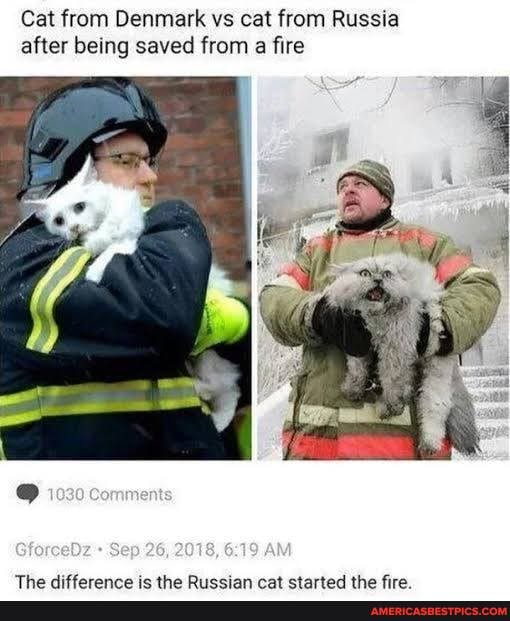 Cat from Denmark vs cat from Russia after being saved from a fire
Sep 26, AM